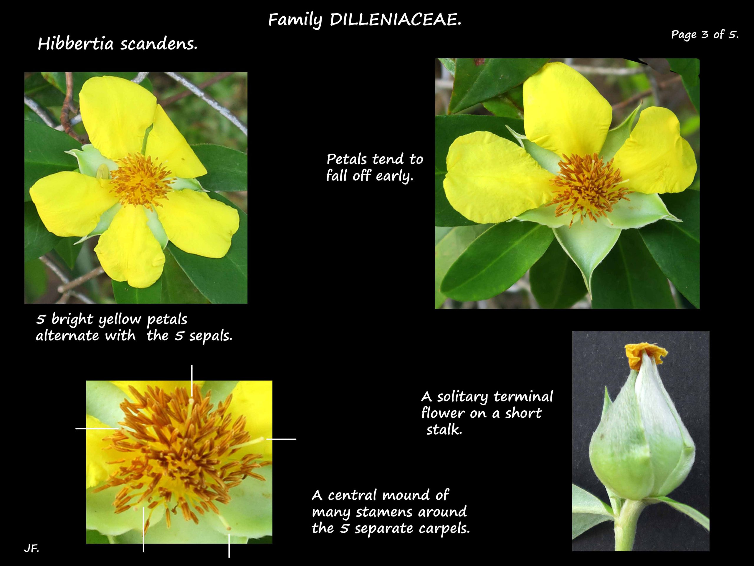3 Flowers of Hibbertia scandens